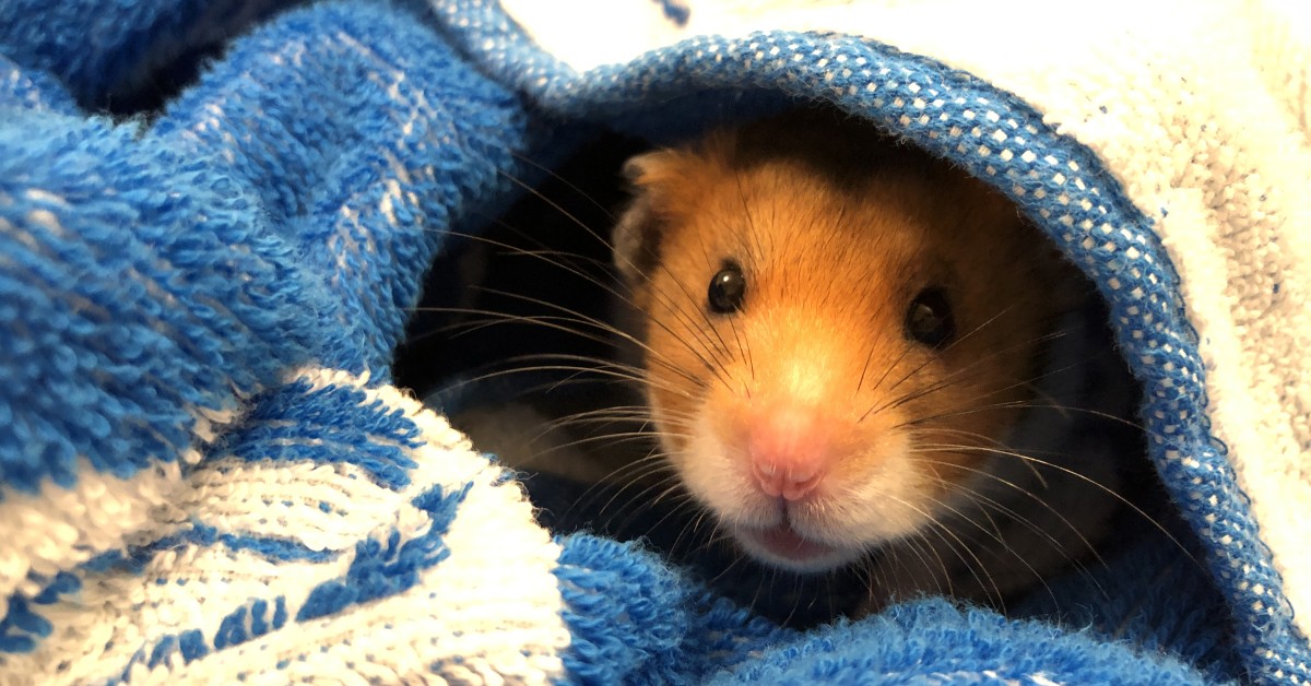 Signs Your Hamster is Cold: How to Recognize Winter Stress